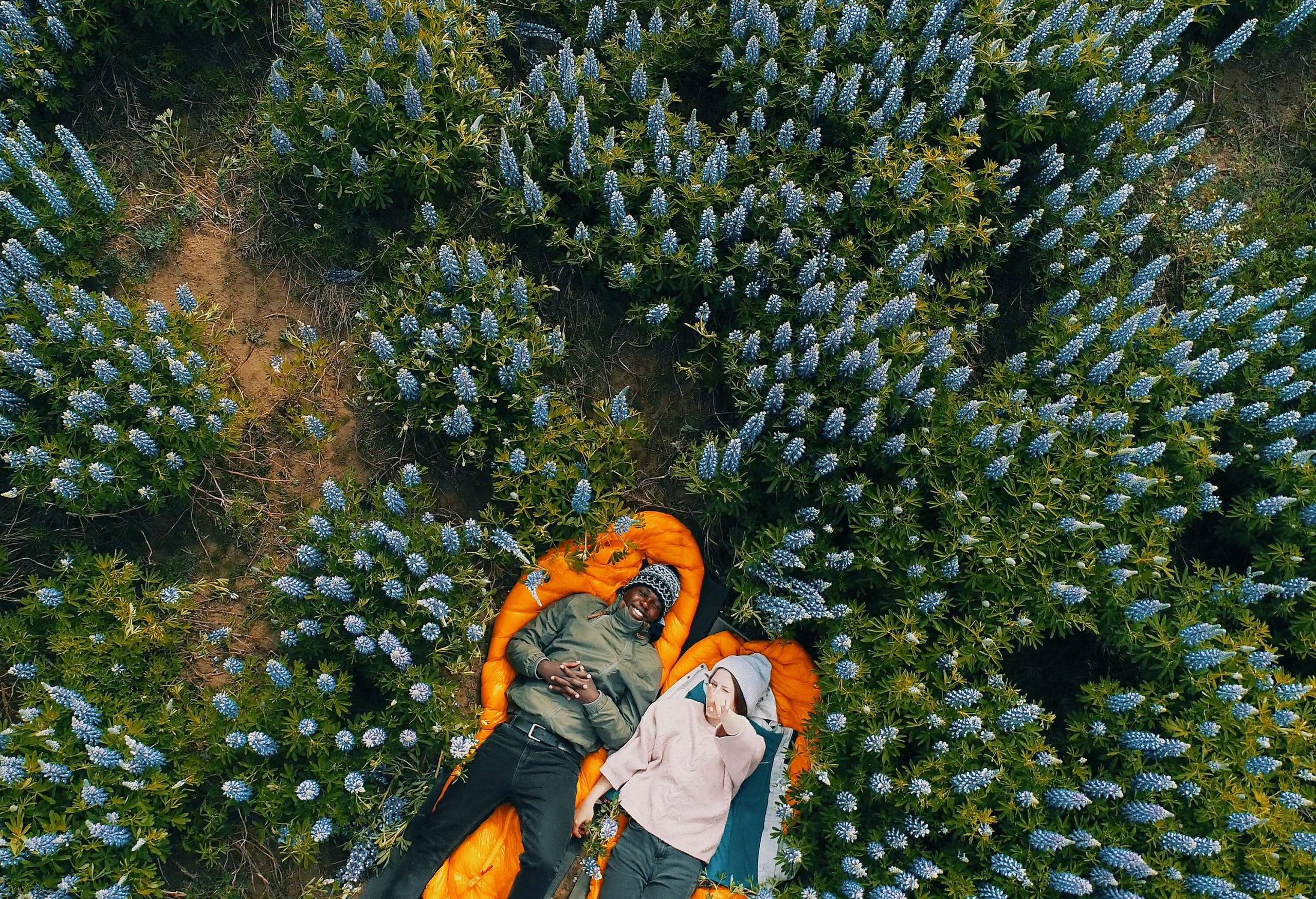 A lupine field with a multi-ethnic couple lying on orange camping pads. 