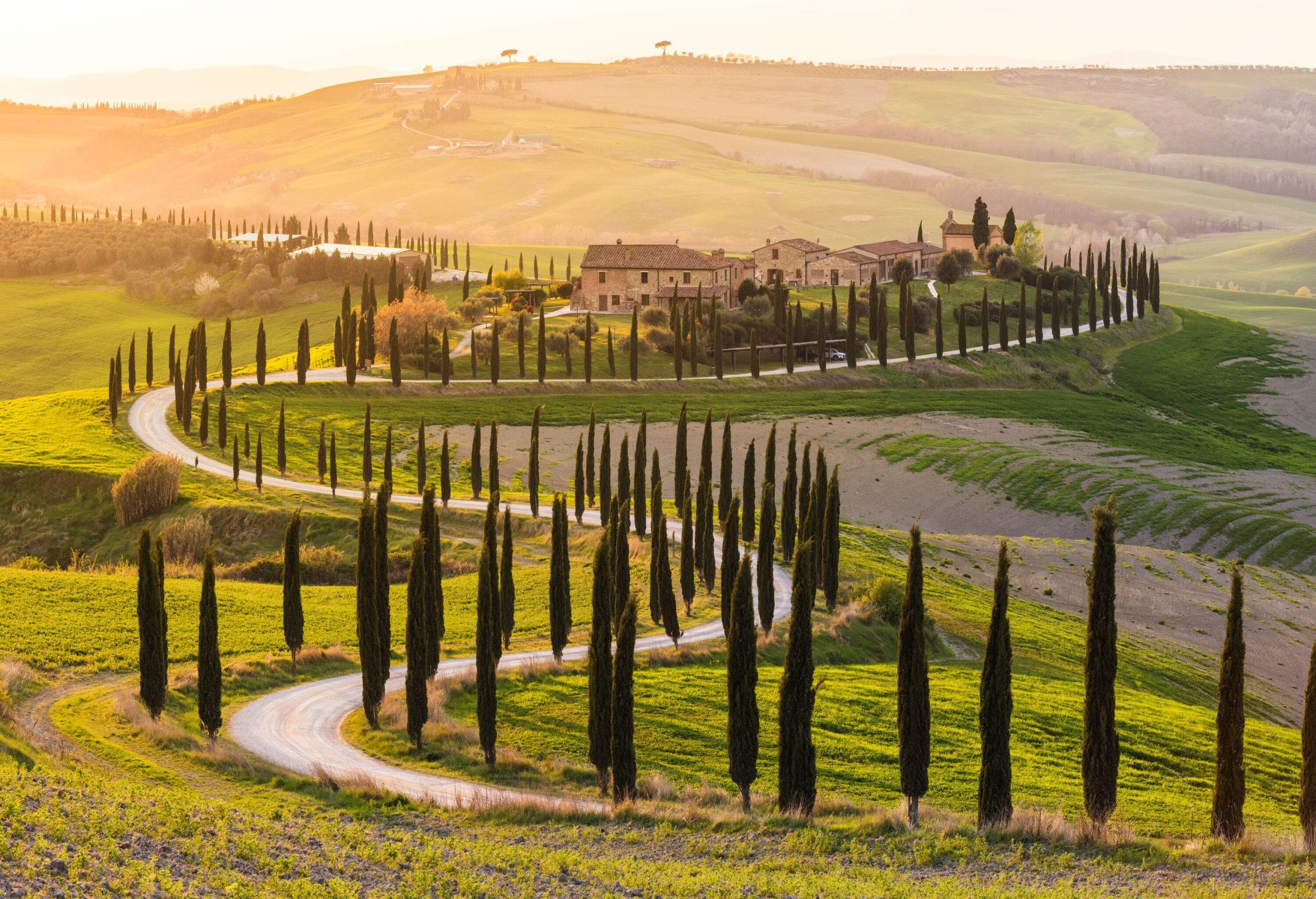 A curving road lined with cypress trees winding its way through Tuscany's gentle hills.